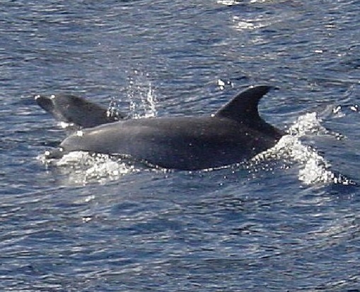 photo of bottlenose dolphins. Copyright  Jan Loveridge